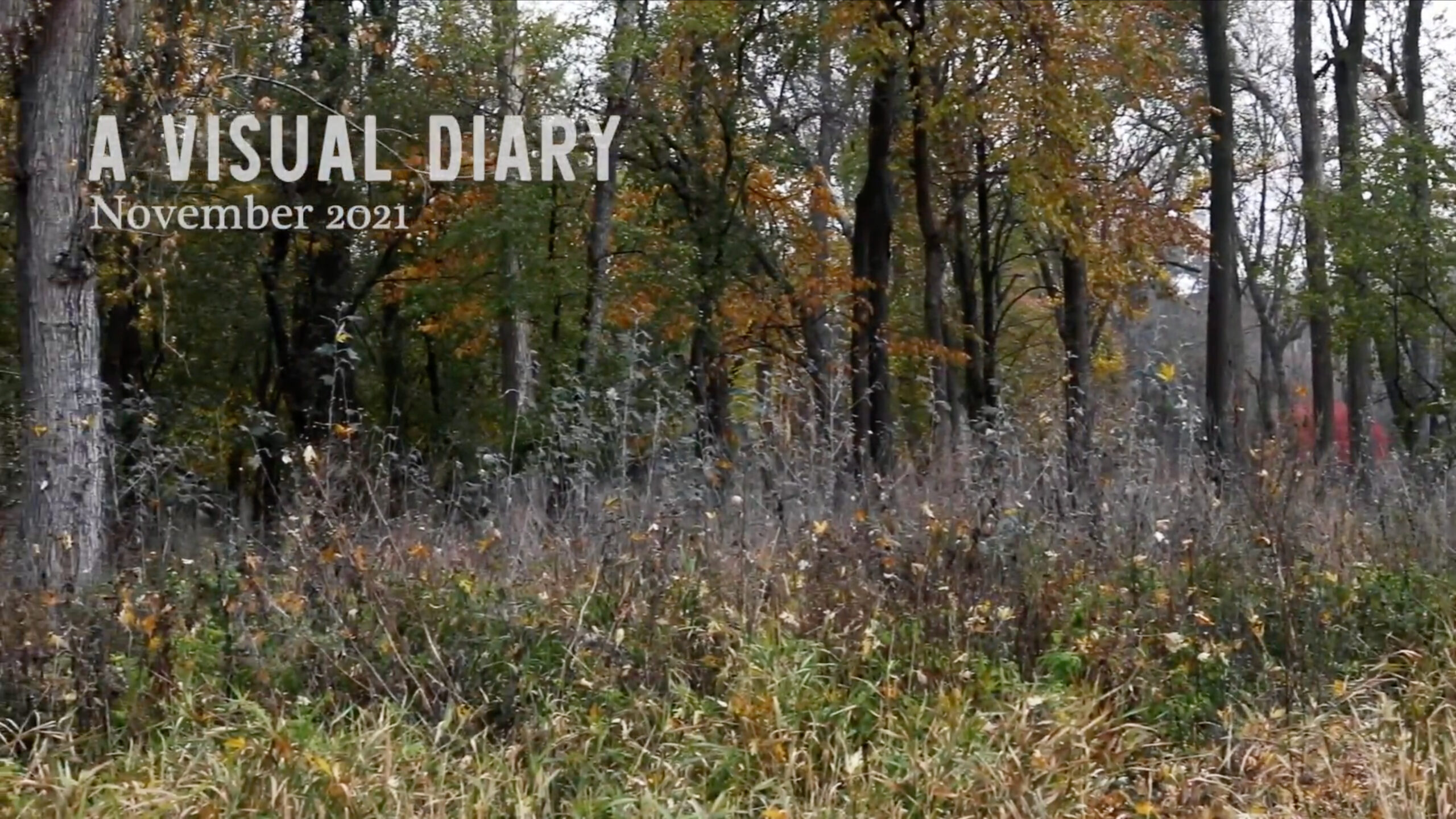Diary Nov A Visual Diary - November 2021 - Gabby Pike